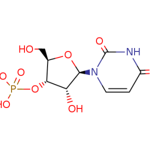 URIDYLIC ACID